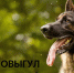 Самовыгул собак опасен!. - Белозерский муниципальный округ